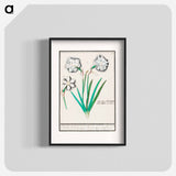 White daffodil, Narcissus - アンセルムス ボエティウス デ ブート Poster.