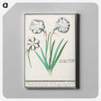 3-43_Anselmus-Boetius-de-Boodt_canvas