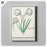 3-43_Anselmus-Boetius-de-Boodt_canvas