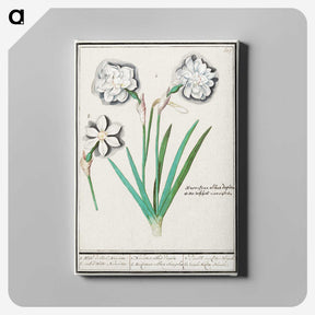 3-43_Anselmus-Boetius-de-Boodt_canvas