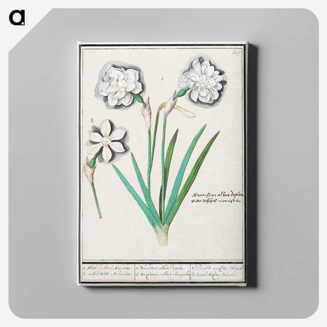 3-43_Anselmus-Boetius-de-Boodt_canvas