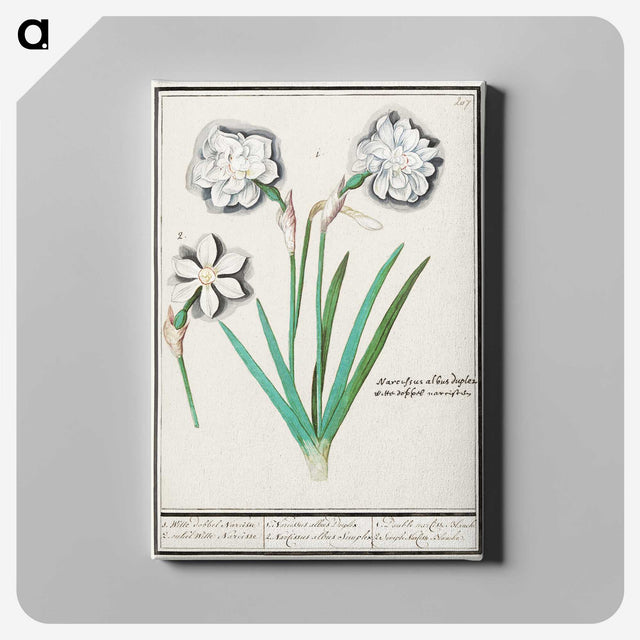 3-43_Anselmus-Boetius-de-Boodt_canvas