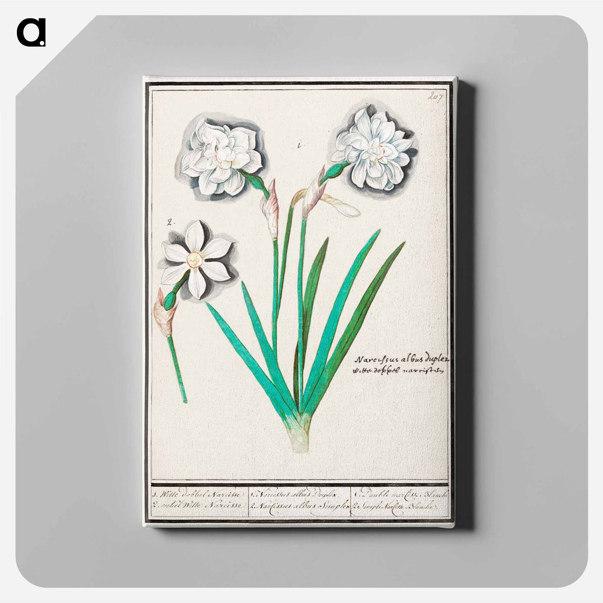 White daffodil, Narcissus - アンセルムス ボエティウス デ ブート Canvas.