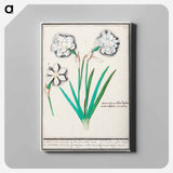 White daffodil, Narcissus - アンセルムス ボエティウス デ ブート Canvas.