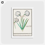 3-43_Anselmus-Boetius-de-Boodt_hagaki