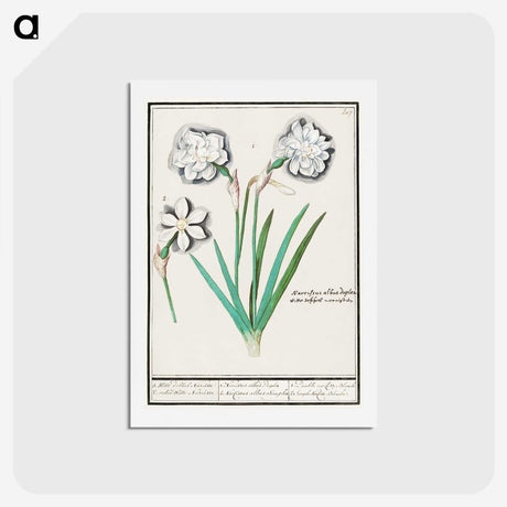 3-43_Anselmus-Boetius-de-Boodt_hagaki