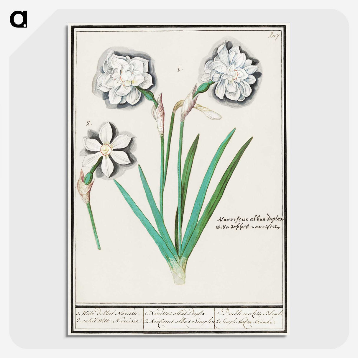 3-43_Anselmus-Boetius-de-Boodt_picture-crop