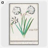 3-43_Anselmus-Boetius-de-Boodt_picture-crop