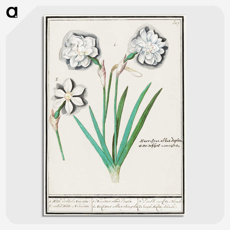 3-43_Anselmus-Boetius-de-Boodt_picture-crop