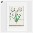 3-43_Anselmus-Boetius-de-Boodt_picture