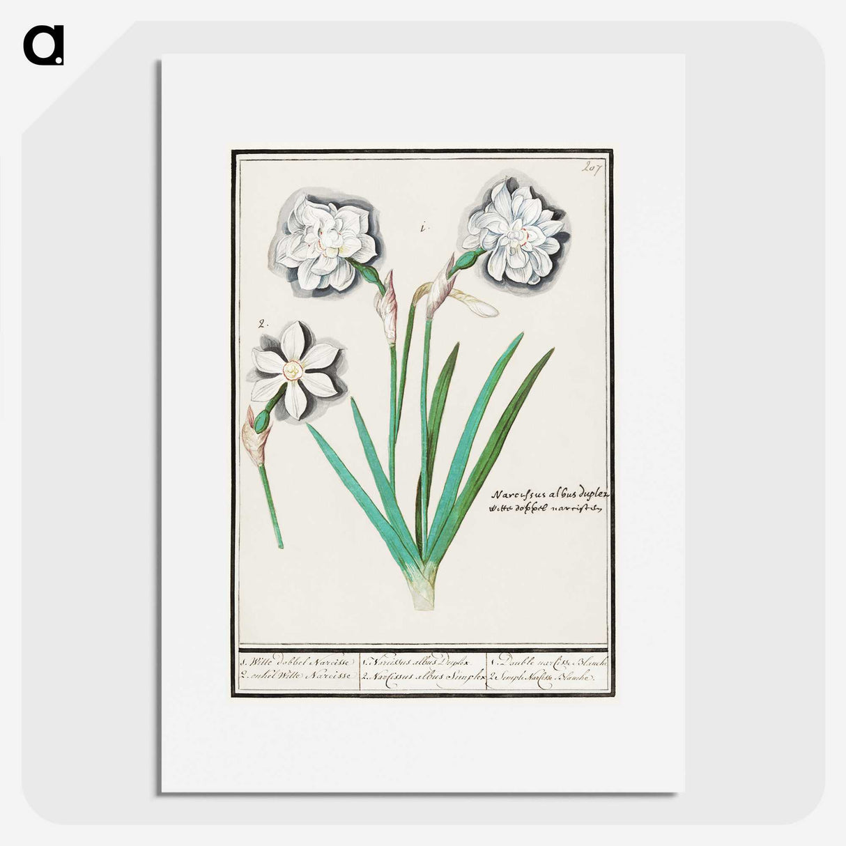 3-43_Anselmus-Boetius-de-Boodt_picture