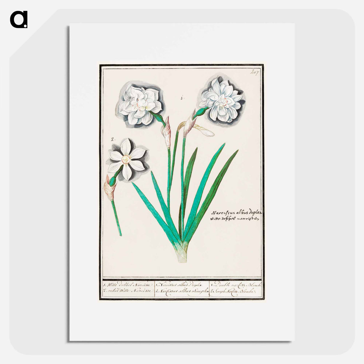 White daffodil, Narcissus - アンセルムス ボエティウス デ ブート Poster.