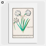 White daffodil, Narcissus - アンセルムス ボエティウス デ ブート Poster.