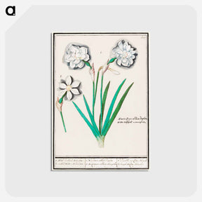アートポストカード-White daffodil, Narcissus - アンセルムス ボエティウス デ ブート Postcard.