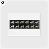 アートポストカード-Walking Horse
 - エドワード マイブリッジ Postcard.