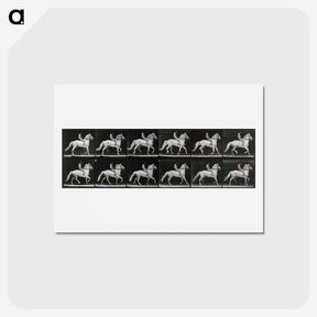 アートポストカード-Walking Horse
 - エドワード マイブリッジ Postcard.
