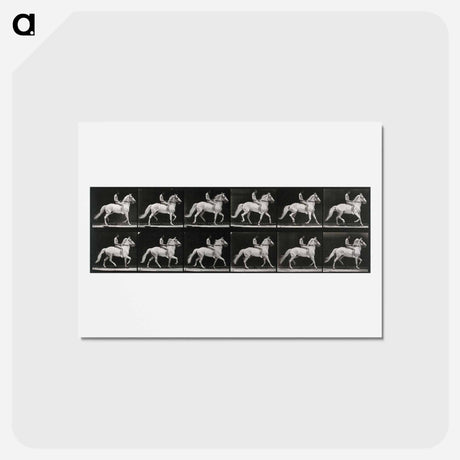 アートポストカード-Walking Horse
 - エドワード マイブリッジ Postcard.