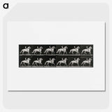 3-43_Eadweard-Muybridge_picture
