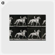 3-43_Eadweard-Muybridge_postcard