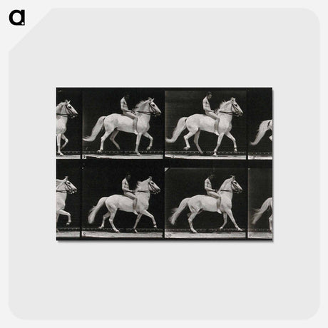 アートポストカード-Walking Horse
 - エドワード マイブリッジ Postcard.