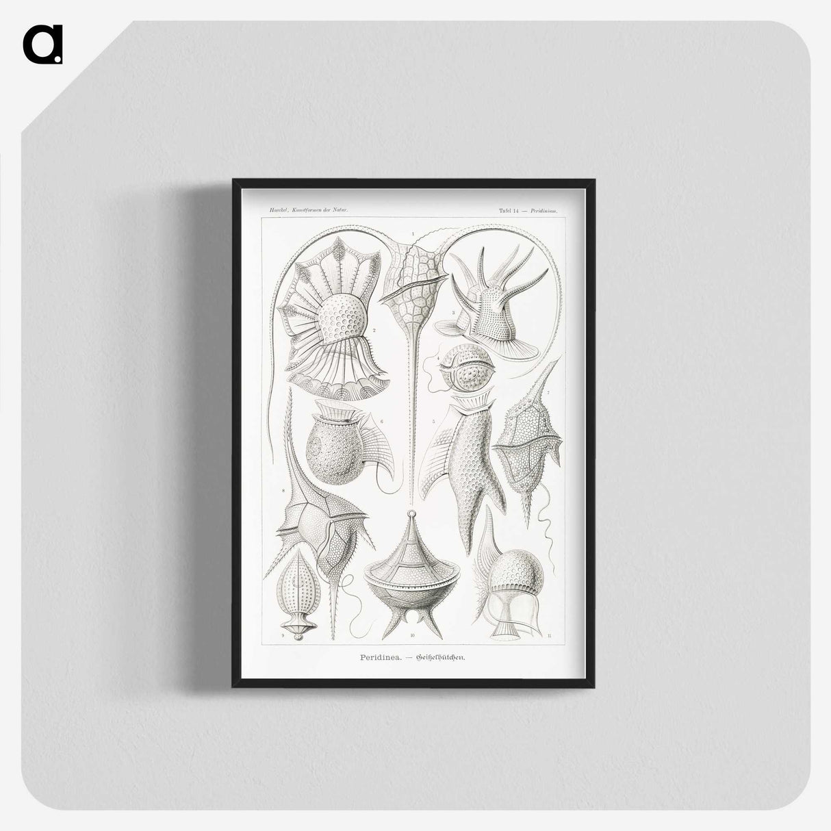 3-43_Ernst-Haeckel_blk-crop