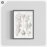 3-43_Ernst-Haeckel_blk-crop