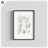 3-43_Ernst-Haeckel_blk
