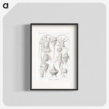 3-43_Ernst-Haeckel_blk