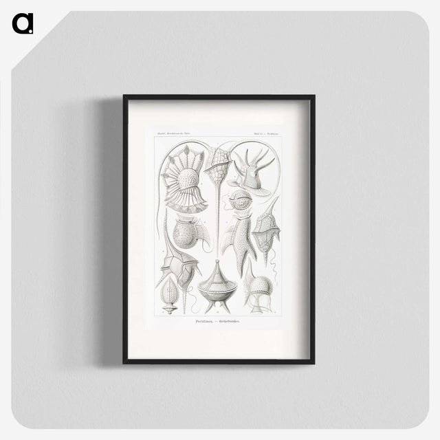 3-43_Ernst-Haeckel_blk
