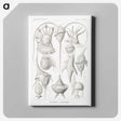 3-43_Ernst-Haeckel_canvas