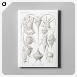 3-43_Ernst-Haeckel_canvas