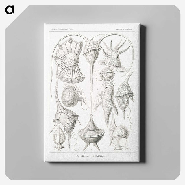 3-43_Ernst-Haeckel_canvas