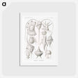 アートポストカード-Peridinea–Geikelhütchen - エルンスト ヘッケル Postcard.