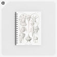 3-43_Ernst-Haeckel_memo