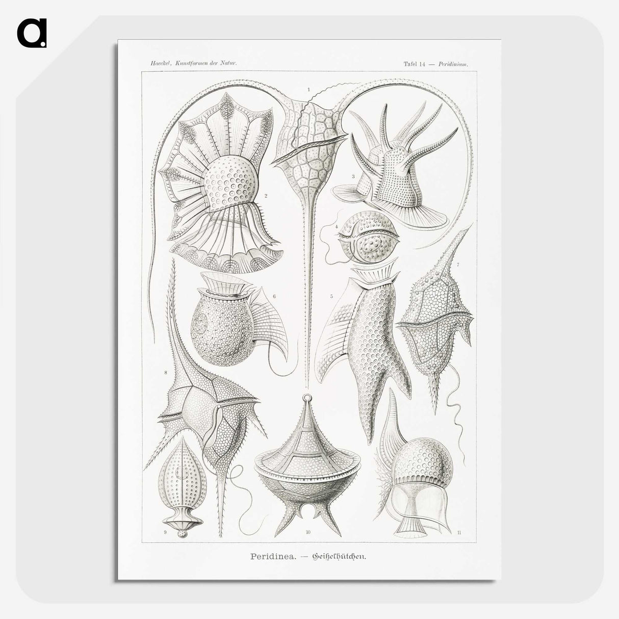 3-43_Ernst-Haeckel_picture-crop