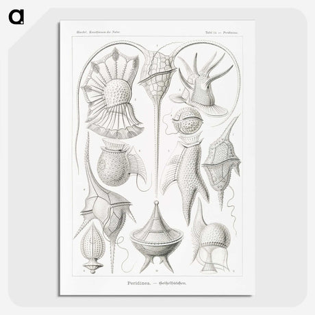 3-43_Ernst-Haeckel_picture-crop