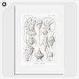 3-43_Ernst-Haeckel_picture