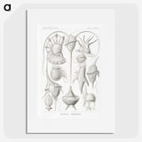 3-43_Ernst-Haeckel_picture