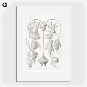 3-43_Ernst-Haeckel_picture