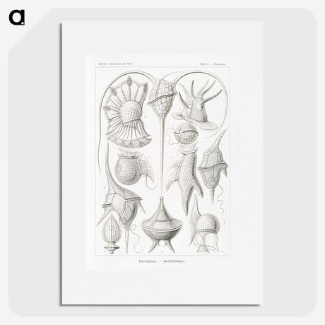 3-43_Ernst-Haeckel_picture