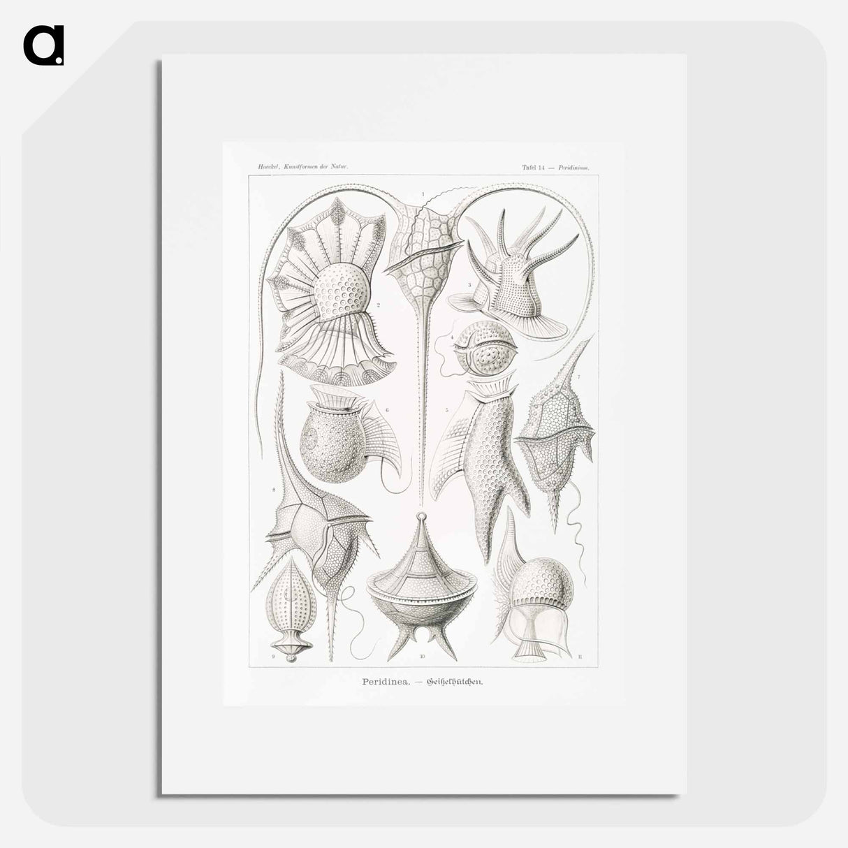 Peridinea–Geikelhütchen - エルンスト ヘッケル Poster.