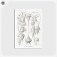 3-43_Ernst-Haeckel_postcard