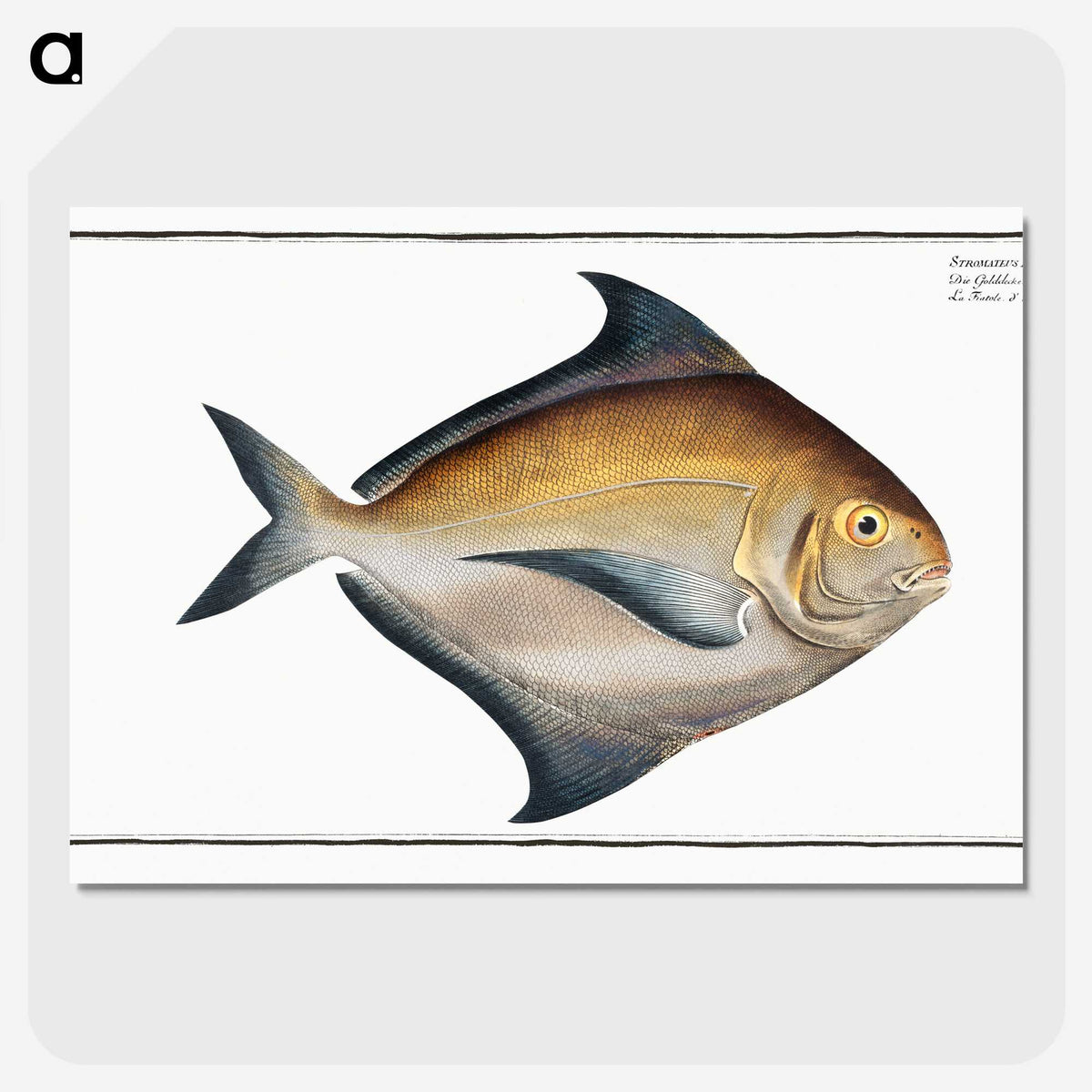 3-43_Ichtyologie-ou-Histoire-naturelle_picture-crop