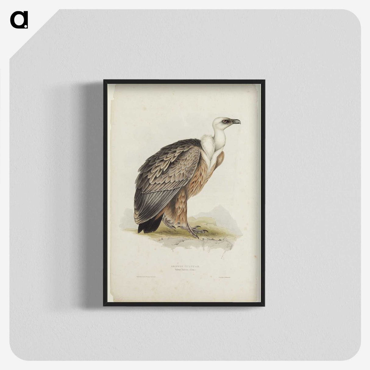 3-43_John-Gould_blk-crop
