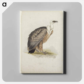 アートパネル-Griffon Vulture
 - ジョン グールド Canvas.