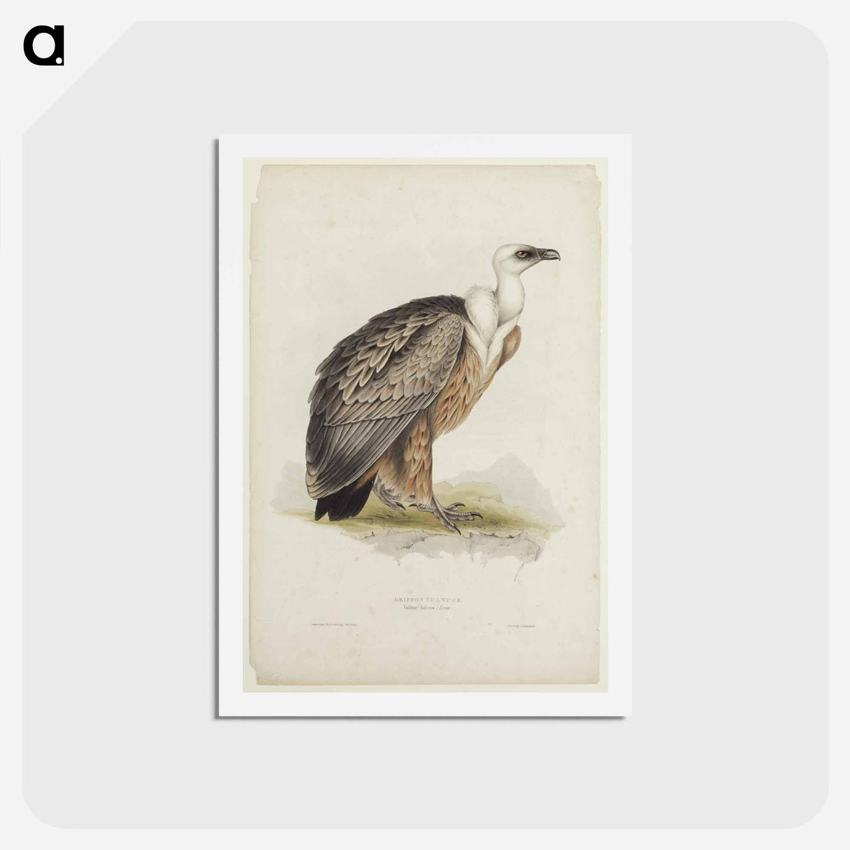 アートポストカード-Griffon Vulture
 - ジョン グールド Postcard.