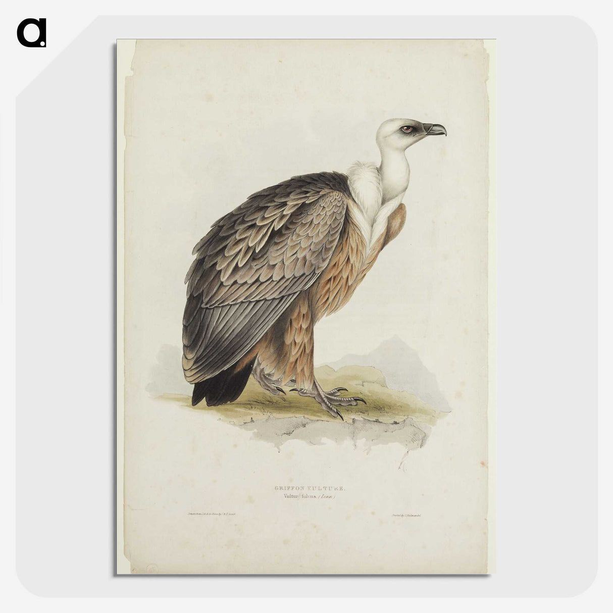 3-43_John-Gould_picture-crop