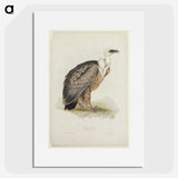 3-43_John-Gould_picture