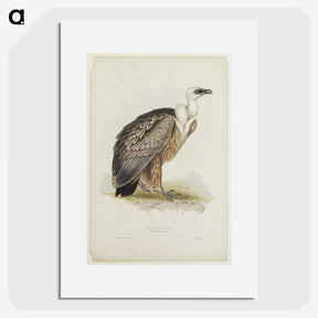 3-43_John-Gould_picture