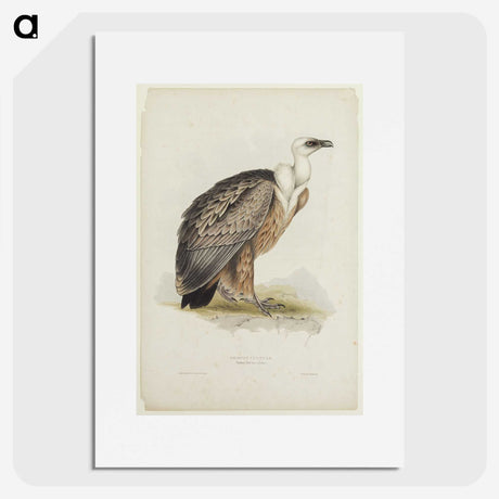 3-43_John-Gould_picture
